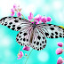 HD Butterfly Wallpapers 