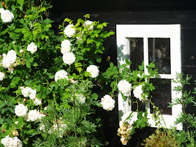 Sort legehus omhyldet af hvide roser der dufter og giver børnenes hus en særlig romantisk sommerstemning