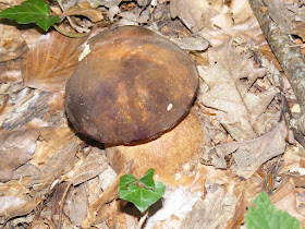 Dark Bolete Boletus aereus.  Indre et Loire, France. Photographed by Susan Walter. Tour the Loire Valley with a classic car and a private guide.