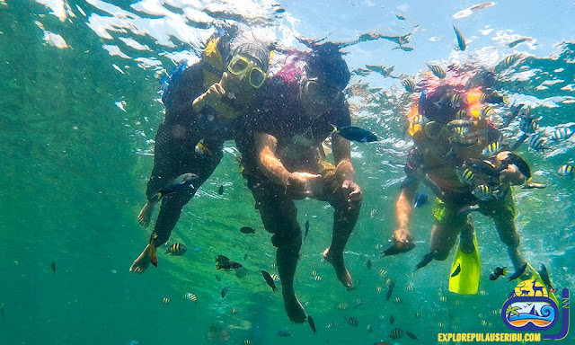 snorkeling di pulau harapan