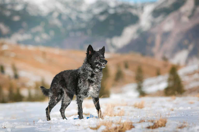 "Captivating Mudi dog in action, showcasing its agility and intelligence while herding, with a gleaming coat and alert expression."