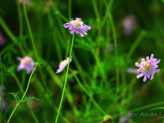 Scabiosa japonica