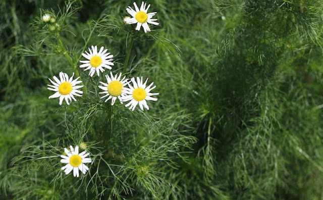 Mayweed Flowers Pictures