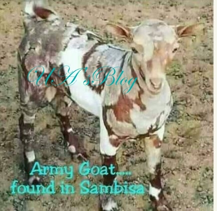 Goat Painted In Army Camouflage Reportedly Found In Sambisa Forest (Photo)