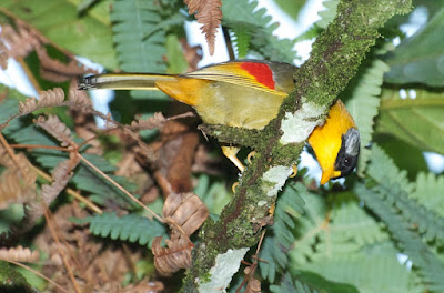 Silver-eared Mesia (Leiothrix argentauris)