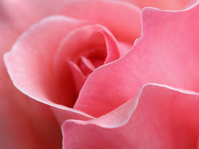 Pink Roses   Flowers Pictures   Flowers Wallpapers   Red Roses