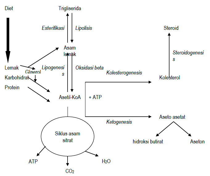 Jalur Metabolisme Lemak