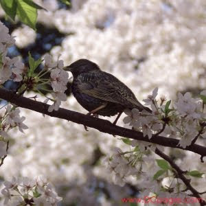 A BIRD SITTING ON A TREE