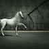 horse hd desktop backgrounds by Andrey Vasilyev