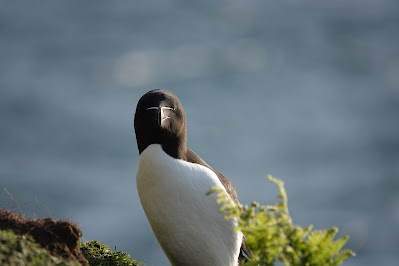 Razorbill looking straight at the camera. Sea in background.