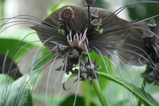 Chinese Black Battflowers