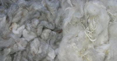 Two more Shetland fleeces!