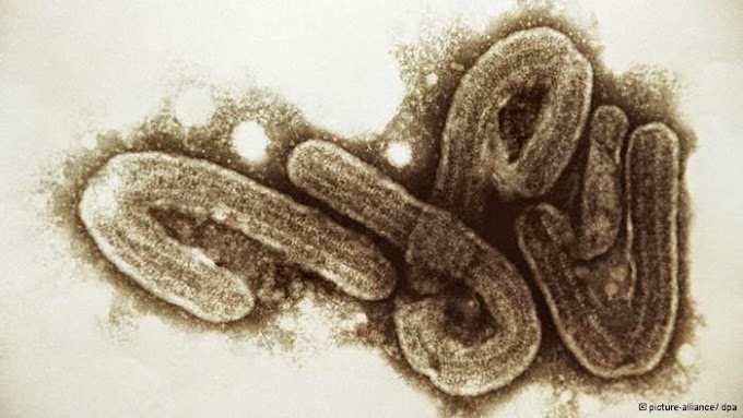 Doença por Vírus Ebola :Recomendações para Viajantes 