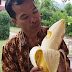 Ini Dia Pohon Pisang Terbesar di Dunia Tumbuh di Papua