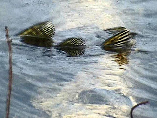 Pike Spawning, Blush Lake, Big Island Lake Wilderness Area