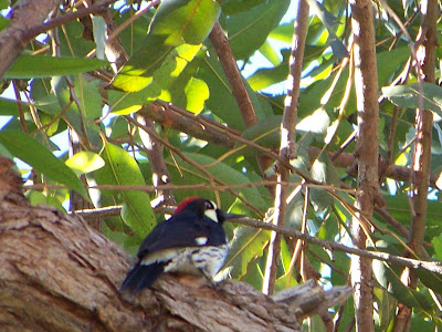 Acorn Woodpecker up a tree by the parking lot at Irvine Regional Park in 