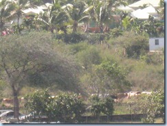 Cattle Drive on Friar's Beach