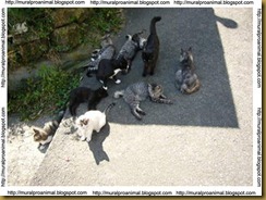 ilhadosgatos (5)