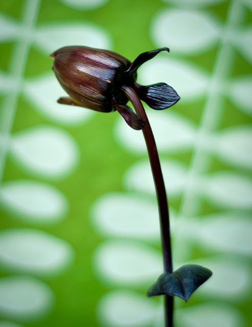 Dahlia flower bud