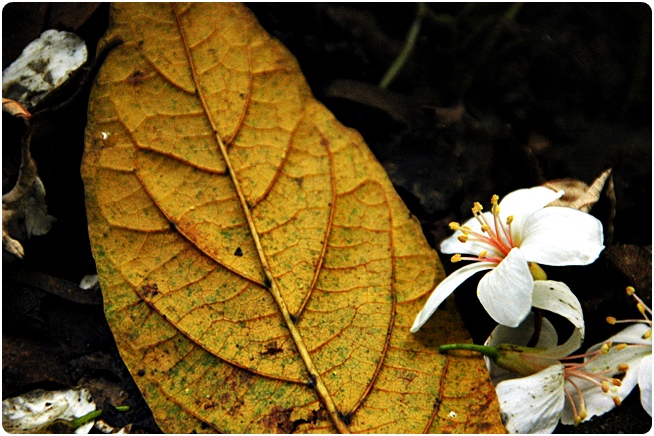 桃園 藥物植物園 油桐花 2011-5-7 下午 04-10-18修改.JPG
