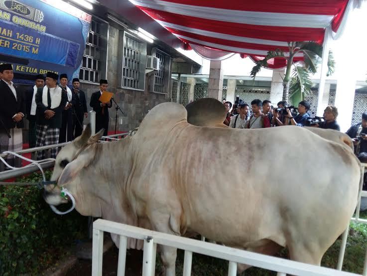 Berat Lebih dari 1 Ton, Inilah Sapi Qurban Presiden Jokowi 