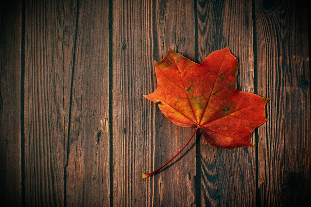 beautiful golden red fall leaf on a dark wood plank background