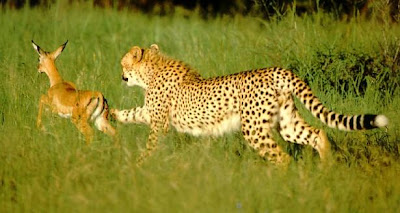 cheetah hunting youngantelope picture