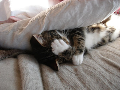 facepalm kitty