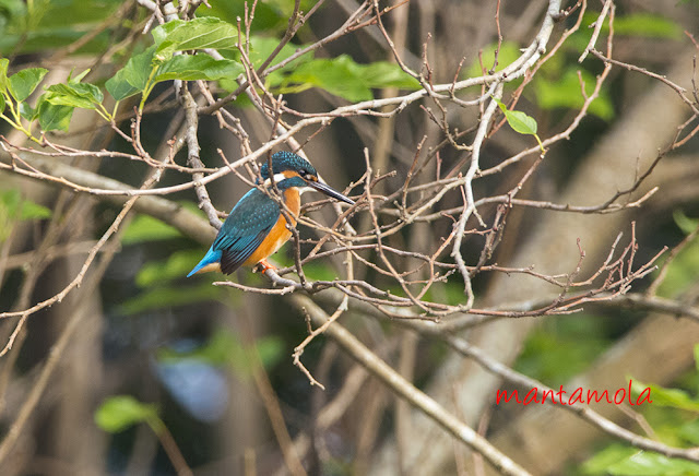 Common King fisher