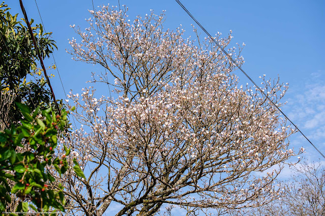 Copa de ipê-branco florido