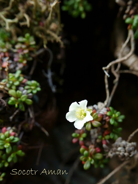 Diapensia lapponica