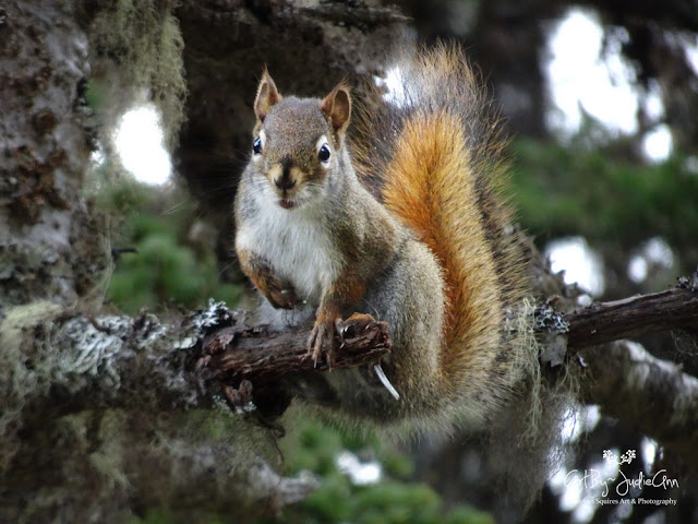 Red Squirrel