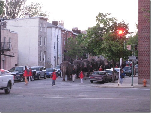 elephants 001