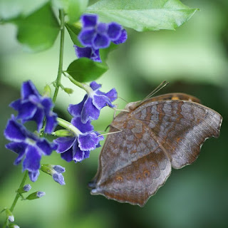 Papillon feuille