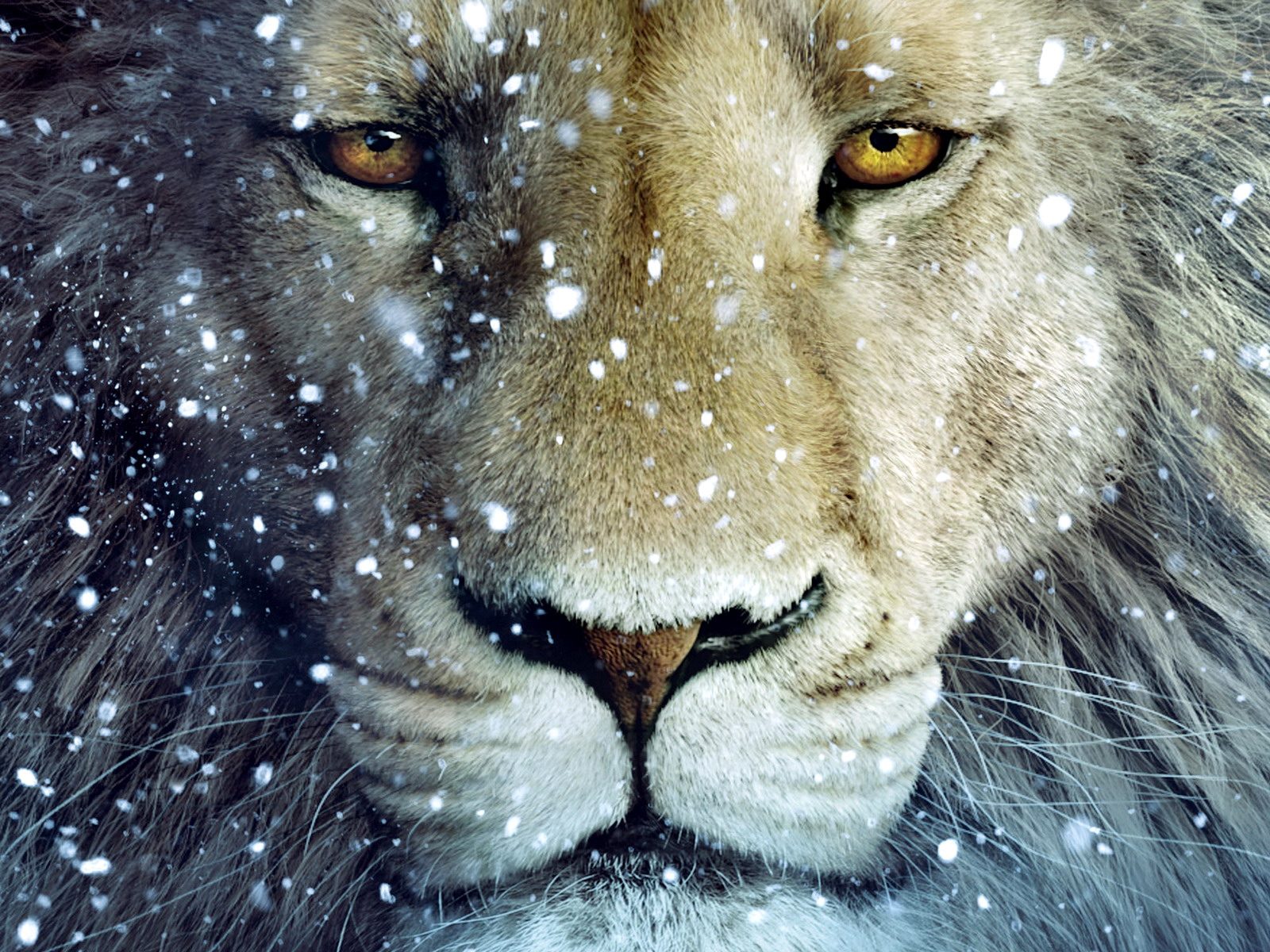 Lion wallpapers for ipad |Funny Animal