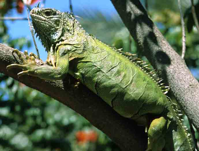 True Wild Life Iguana Iguanas are native to the jungles of central and