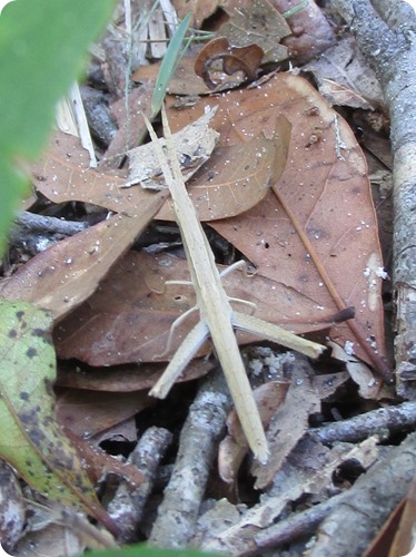 10 Long-headed Toothpick Grasshopper - Achurum carinatum