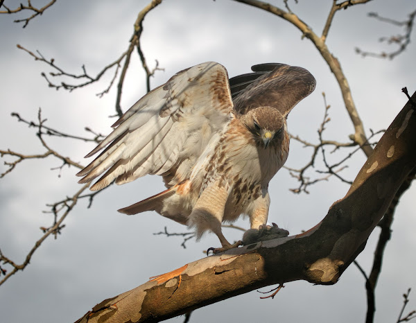 Christo perched with a rat in his talons