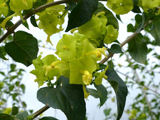 Chapeau chinois jaune  - Coupe et saucière - Fleur parasol - Holmskioldia sanguinea