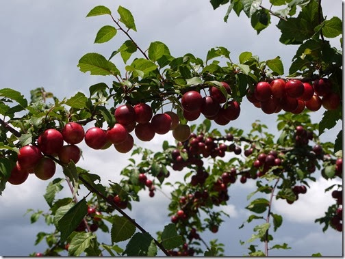 prune5