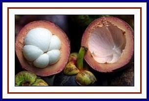 MAWAR: MANGOSTEEN ESSENCE - MYHEALTH