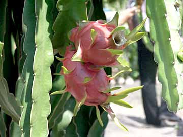 Red Dragon Fruit Plant