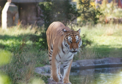 Chester Zoo Vouchers