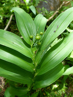 Smilacine étoilée - Maianthemum stellatum