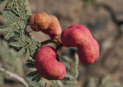 Мимозка выполненная (Prosopis farcta)