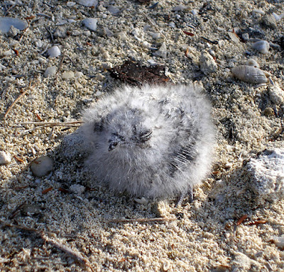 Baby Bahama Hawk