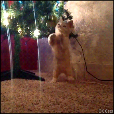 Christmas kitten GIF • Cute and overexcited Munchkin kitty loves to play with golden Xmas ball [ok-cats.com]