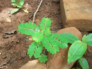 Phyllanthus niruri (flor escondida, quiebra piedras, huevo abajo)