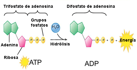 Hidrólisis del ATP