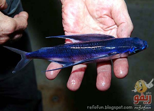 Beautiful-flying-Fishrr